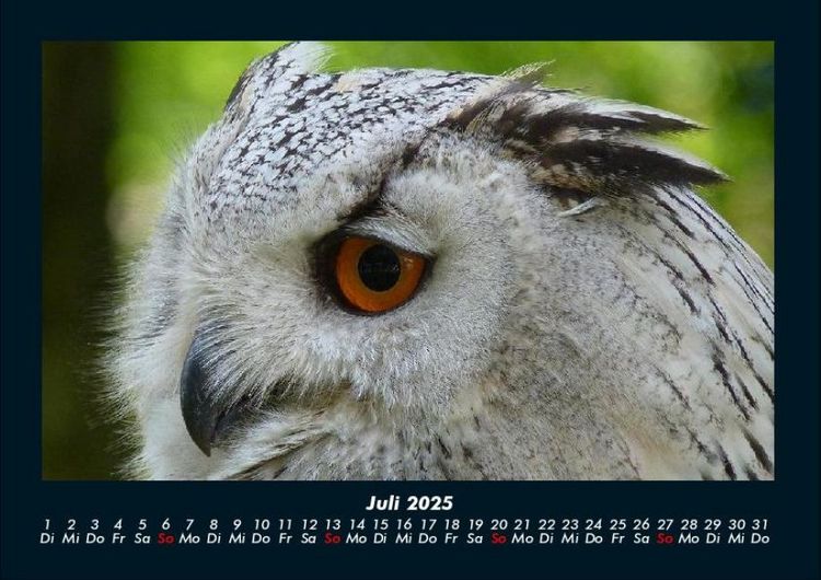 Produktbild: Welt der Tiere 2025 Fotokalender DIN A4