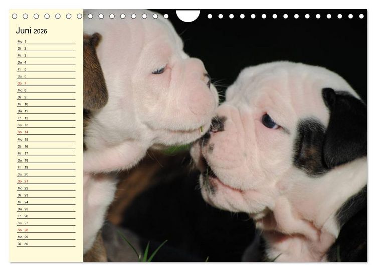 Produktbild: Bulldoggen-Moppelchen (Wandkalender 2026 DIN A4 quer), CALVENDO Monatskalender