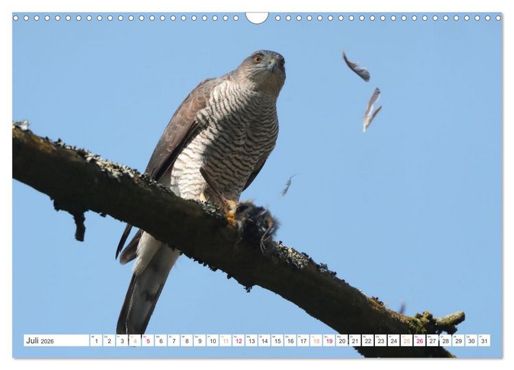 Produktbild: Sperber - Kleiner Vogel Greif (Wandkalender 2026 DIN A3 quer), CALVENDO Monatskalender