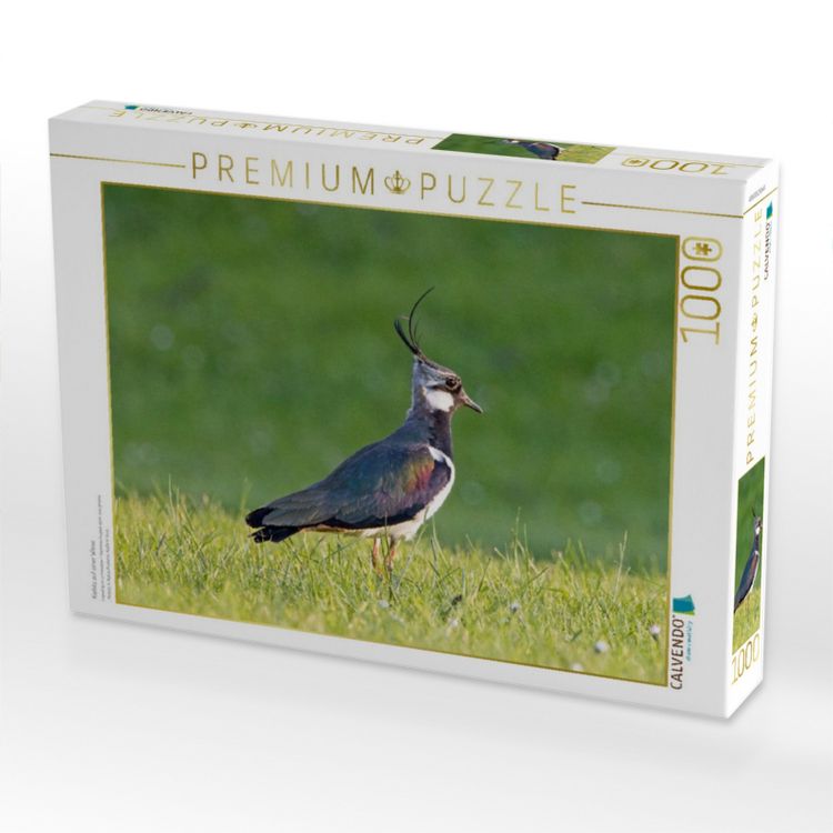 Produktbild: CALVENDO Puzzle Kiebitz auf einer Wiese | 1000 Teile Lege-Gr&ouml;&szlig;e 64x48cm Foto-Puzzle f&uuml;r gl&uuml;ckliche Stunden