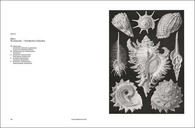 Produktbild: Ernst Haeckel
