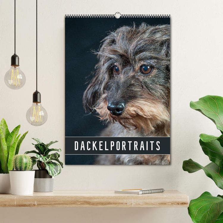 Produktbild: Dackelportraits (Wandkalender 2026 DIN A2 hoch), CALVENDO Monatskalender