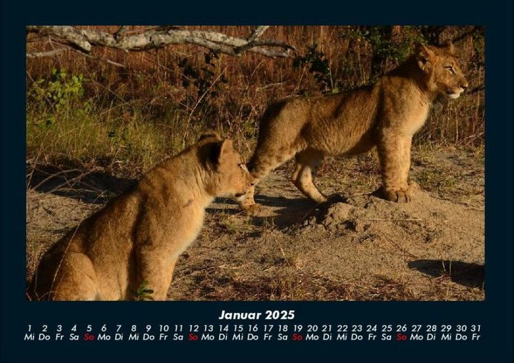 Produktbild: L&ouml;wen in der Wildnis 2025 Fotokalender DIN A4