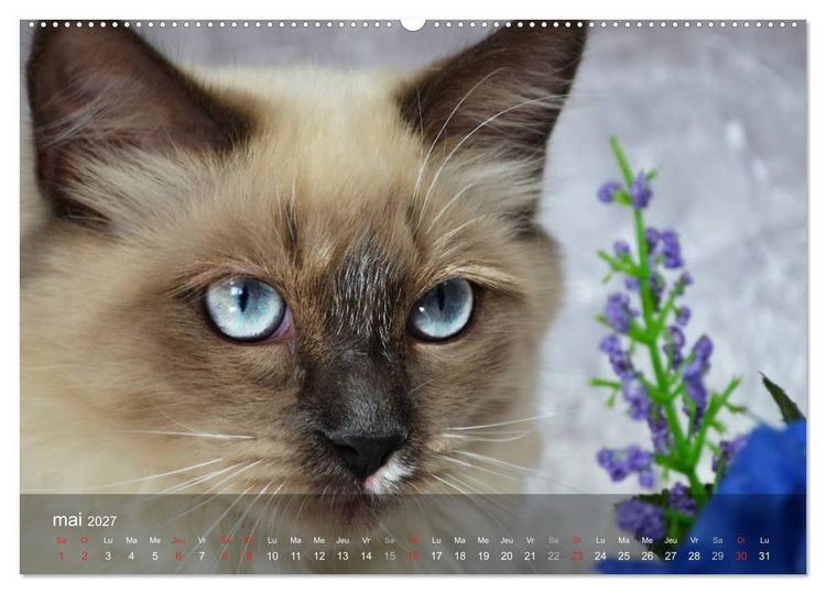 Produktbild: Mine de chat (Calendrier mural haut de gamme 2027 DIN A2 vertical), CALVENDO calendrier mensuel