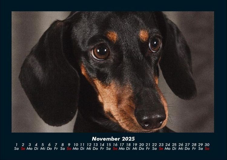 Produktbild: Hundezauber 2025 Fotokalender DIN A4