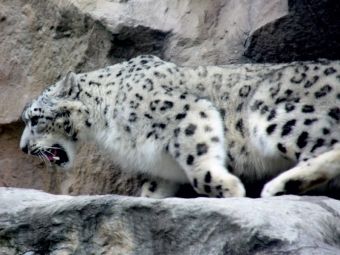 Produktbild: CALVENDO Puzzle Der Schneeleopard | 1000 Teile Lege-Gr&ouml;&szlig;e 64x48cm Foto-Puzzle f&uuml;r gl&uuml;ckliche Stunden