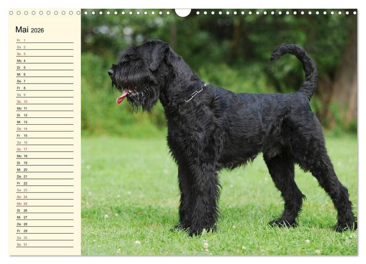 Produktbild: Treuer Freund Riesenschnauzer (Wandkalender 2026 DIN A3 quer), CALVENDO Monatskalender
