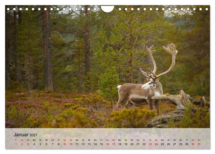Produktbild: Magische Tiermomente (Wandkalender 2027 DIN A4 quer), CALVENDO Monatskalender
