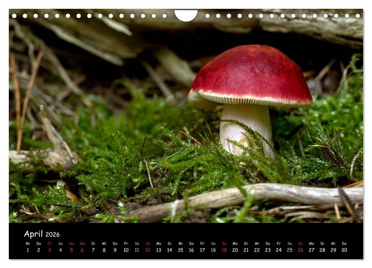 Produktbild: Pilzgalerie (Wandkalender 2026 DIN A4 quer), CALVENDO Monatskalender