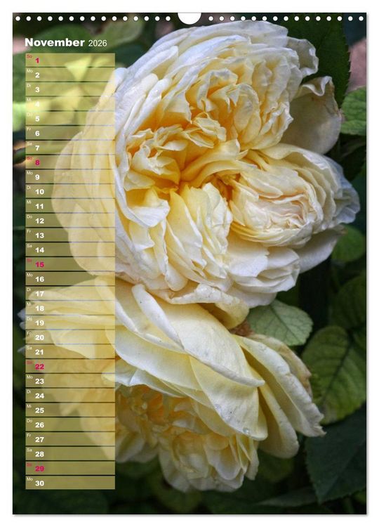 Produktbild: Rosen f&uuml;r DICH / Geburtstagskalender (Wandkalender 2026 DIN A3 hoch), CALVENDO Monatskalender