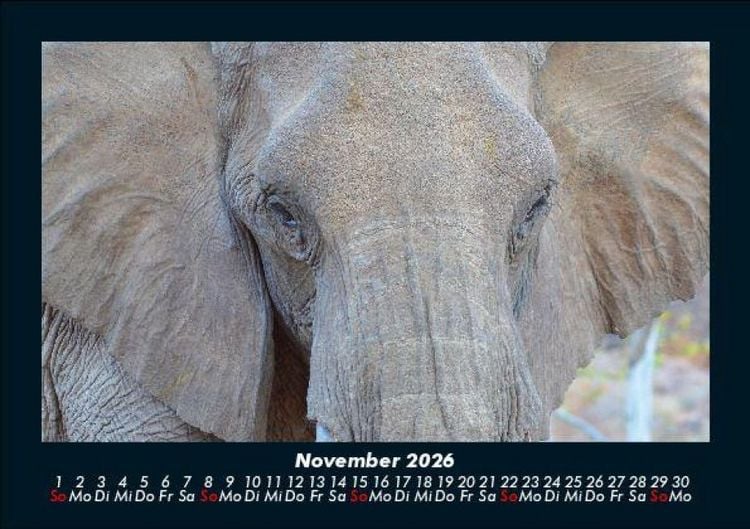 Produktbild: Elefanten 2026 Fotokalender DIN A5