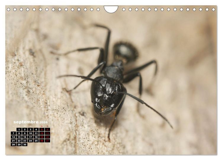 Produktbild: Araign&eacute;es et insectes (Calendrier mural 2026 DIN A4 vertical), CALVENDO calendrier mensuel