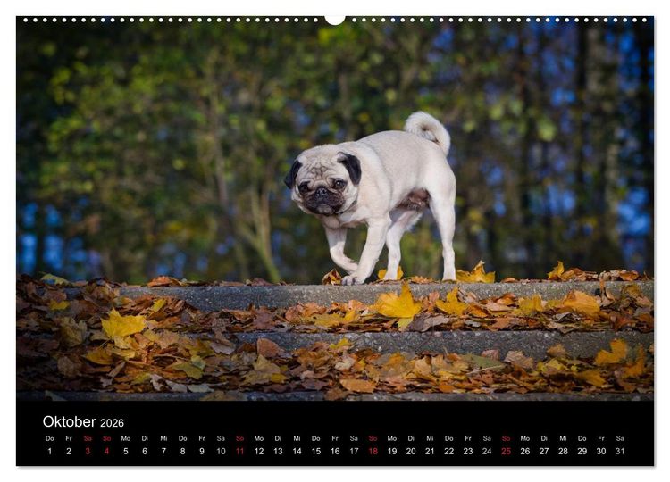 Produktbild: Mops 2026 (Wandkalender 2026 DIN A2 quer), CALVENDO Monatskalender
