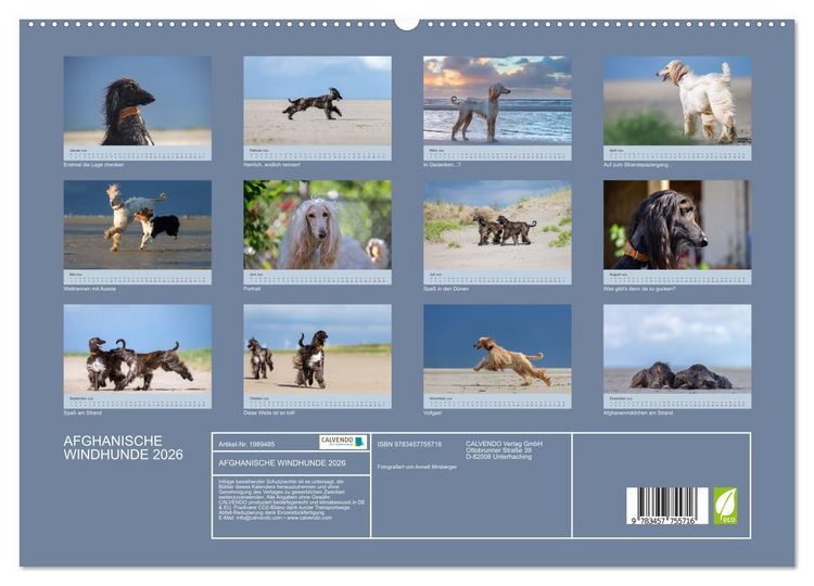 Produktbild: AFGHANISCHE WINDHUNDE 2026 (hochwertiger Premium Wandkalender 2026 DIN A2 quer), Kunstdruck in Hochglanz
