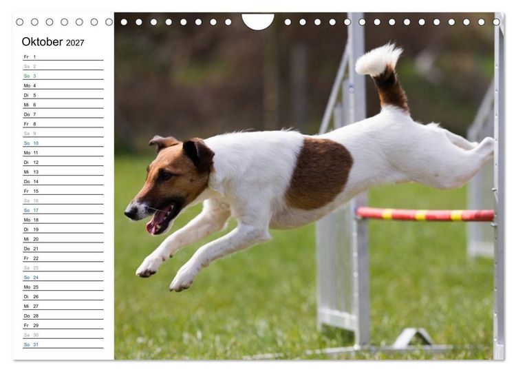 Produktbild: Agility - Sport und Spass (Wandkalender 2027 DIN A4 quer), CALVENDO Monatskalender