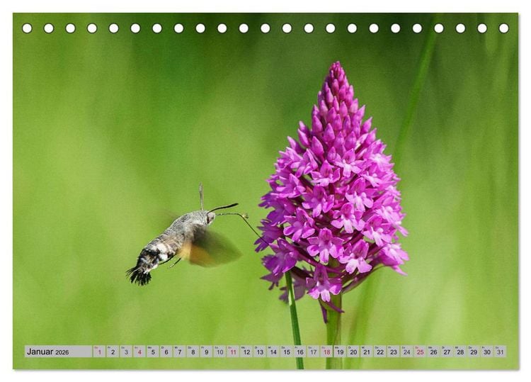 Produktbild: Orchideenwiese 2026 (Tischkalender 2026 DIN A5 quer), CALVENDO Monatskalender
