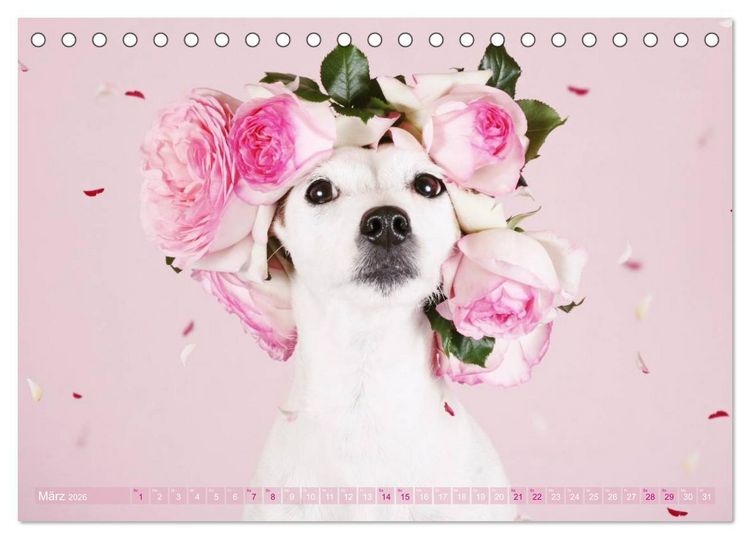Produktbild: Die Parson-Russell-Terrier ...mit neuen Abenteuern aus der Hundeknipserei (Tischkalender 2026 DIN A5 quer), CALVENDO Monatskalender