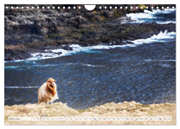 Produktbild: Schafe - Raues Wetter, weiche Wolle (Wandkalender 2026 DIN A4 quer), CALVENDO Monatskalender