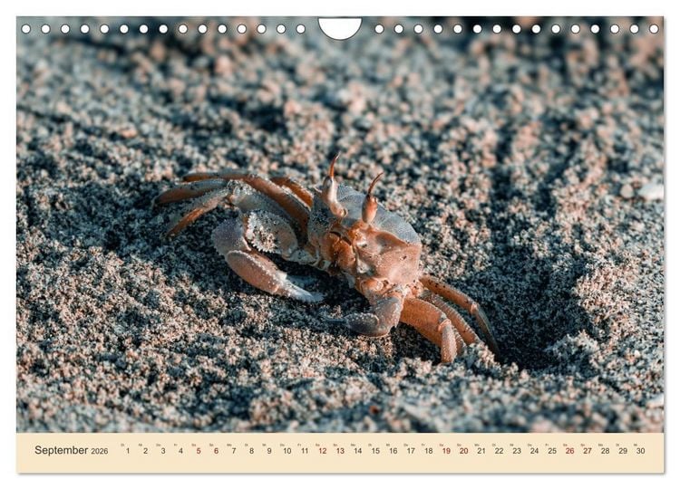 Produktbild: Musandam - Die omanische Exklave im geheimnisvollen Orient (Wandkalender 2026 DIN A4 quer), CALVENDO Monatskalender