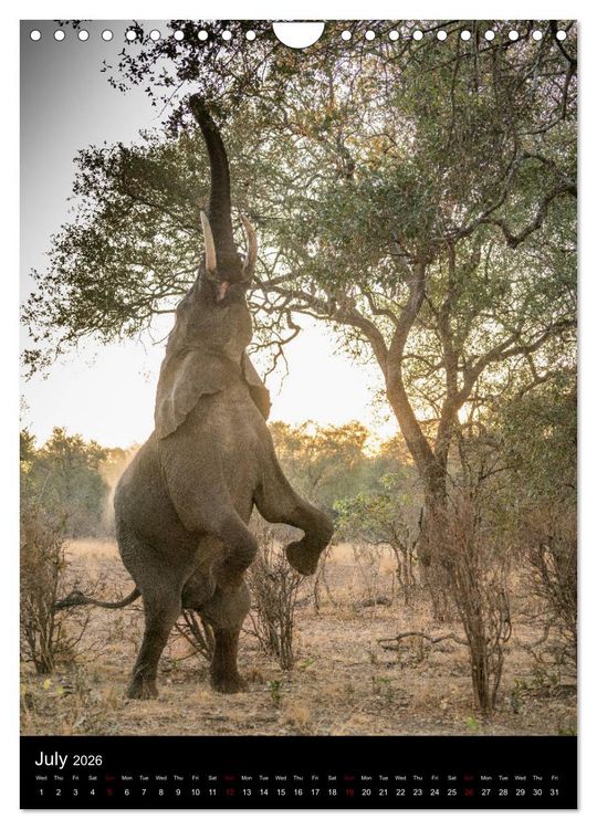 Produktbild: South Luangwa Wildlife (Wall Calendar 2026 DIN A4 portrait), CALVENDO 12 Month Wall Calendar