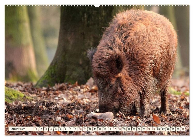 Produktbild: Wildschweine - Tiere aus unseren W&auml;ldern (hochwertiger Premium Wandkalender 2026 DIN A2 quer), Kunstdruck in Hochglanz