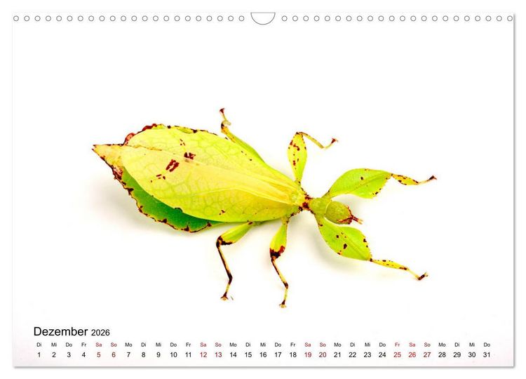 Produktbild: WIRBELLOS (Wandkalender 2026 DIN A3 quer), CALVENDO Monatskalender