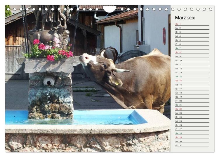 Produktbild: Schwangauer Momente (Wandkalender 2026 DIN A4 quer), CALVENDO Monatskalender