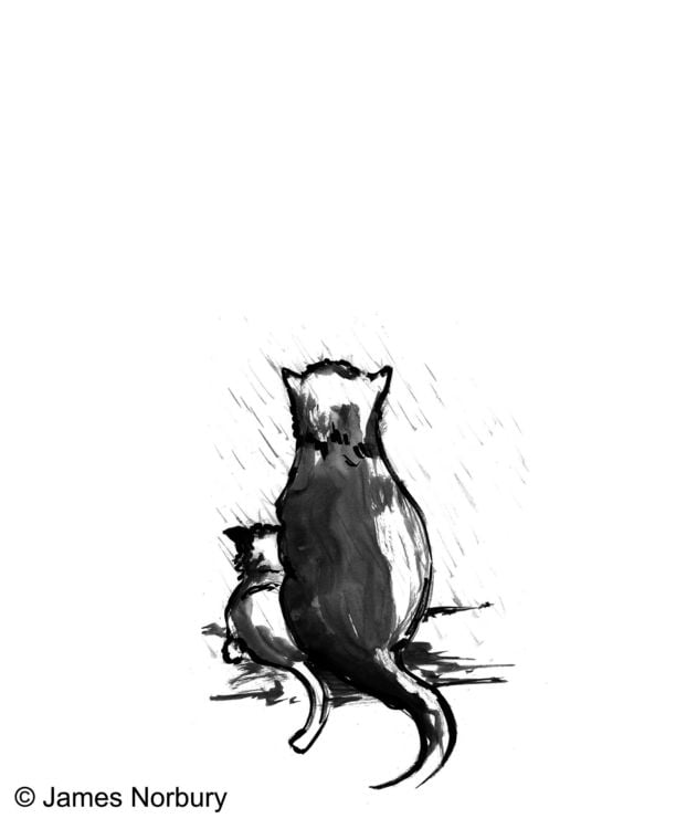 Produktbild: Die Katze, die nach Weisheit sucht