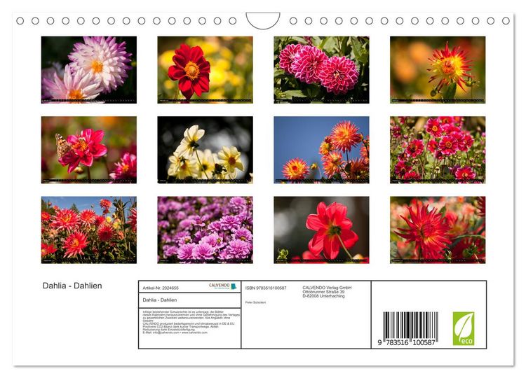Produktbild: Dahlia - Dahlien (Wandkalender 2026 DIN A4 quer), CALVENDO Monatskalender