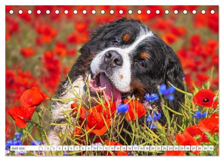 Produktbild: Berner Sennenhund - Ein Traum auf vier Pfoten (Tischkalender 2026 DIN A5 quer), CALVENDO Monatskalender