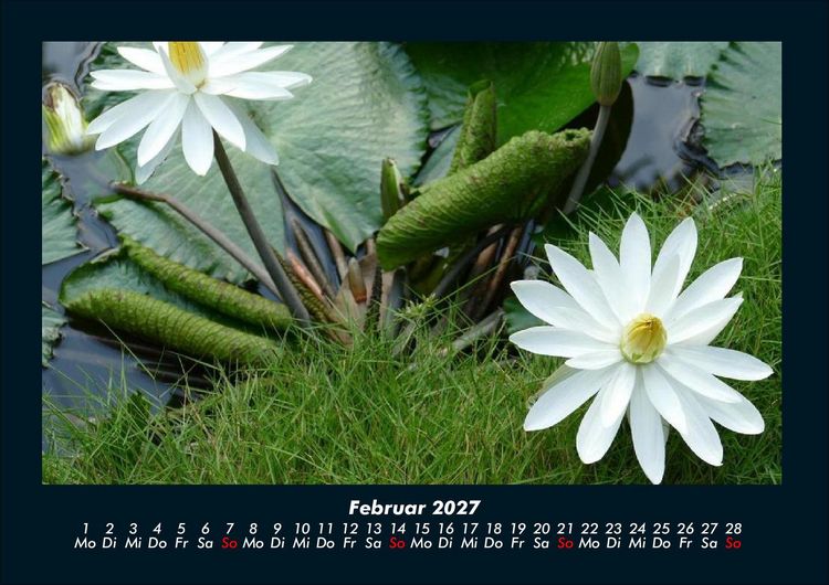 Produktbild: Rosen-Kalender 2027 Fotokalender DIN A4