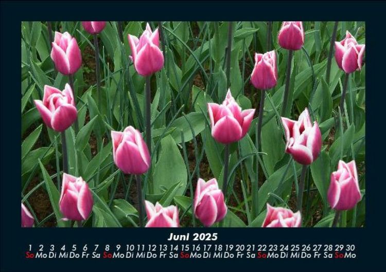 Produktbild: Blumentr&auml;ume 2025 Fotokalender DIN A5