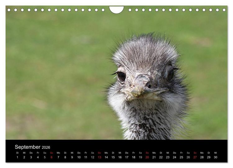 Produktbild: Strau&szlig;en-Kalender 2026 (Wandkalender 2026 DIN A4 quer), CALVENDO Monatskalender