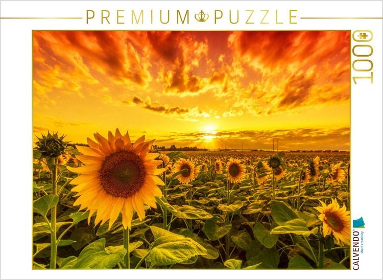 Produktbild: CALVENDO Puzzle Sonnenblumenfeld in Reform | 1000 Teile Lege-Gr&ouml;&szlig;e 64x48cm Foto-Puzzle f&uuml;r gl&uuml;ckliche Stunden