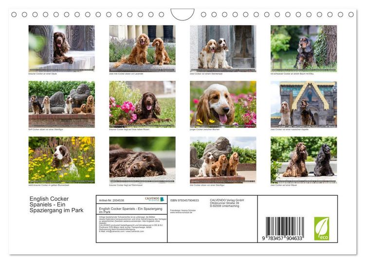 Produktbild: English Cocker Spaniels - Ein Spaziergang im Park (Wandkalender 2026 DIN A4 quer), CALVENDO Monatskalender