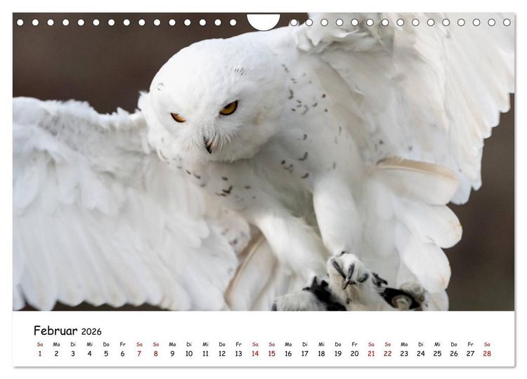 Produktbild: Eulen 2026 (Wandkalender 2026 DIN A4 quer), CALVENDO Monatskalender