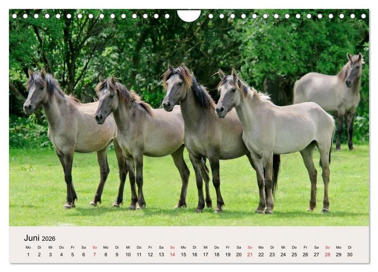Produktbild: D&uuml;lmener Wildpferde (Wandkalender 2026 DIN A4 quer), CALVENDO Monatskalender