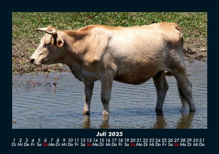 Produktbild: Kuhkalender 2025 Fotokalender DIN A5