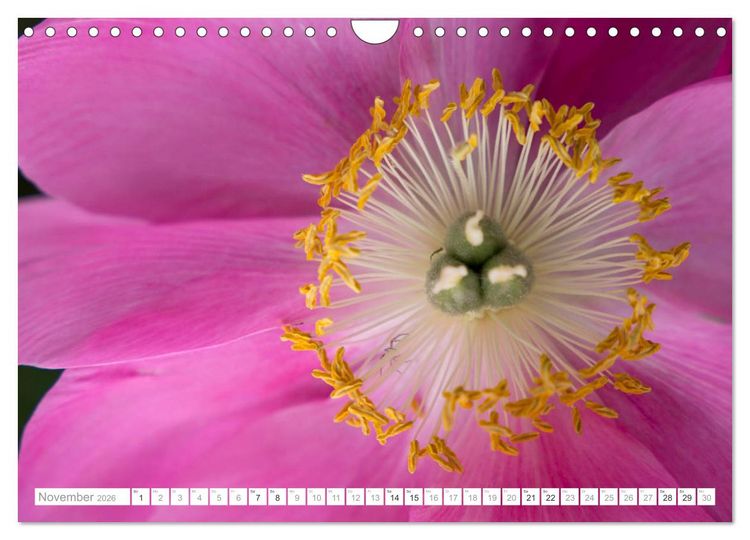 Produktbild: Pfingstrosentraum (Wandkalender 2026 DIN A4 quer), CALVENDO Monatskalender