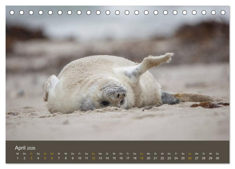 Produktbild: Robben auf der Helgol&auml;nder D&uuml;ne (Tischkalender 2026 DIN A5 quer), CALVENDO Monatskalender