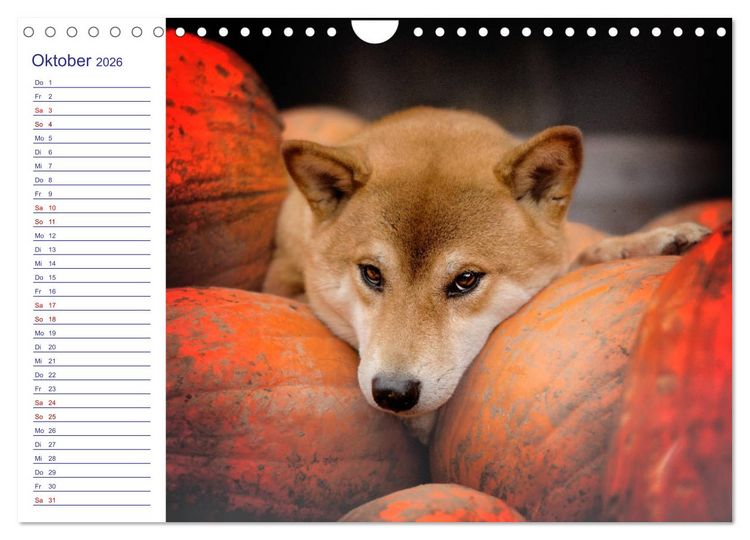 Produktbild: Japans Seelenhunde (Wandkalender 2026 DIN A4 quer), CALVENDO Monatskalender