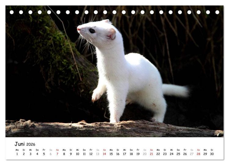 Produktbild: Hermelin - das wieselflinke Raubtier (Tischkalender 2026 DIN A5 quer), CALVENDO Monatskalender