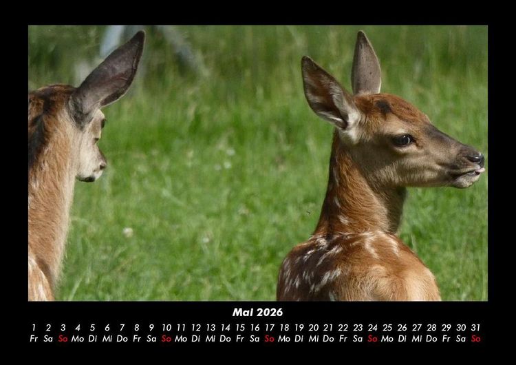 Produktbild: Waldbewohner 2026 Fotokalender DIN A3