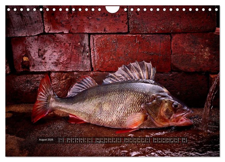 Produktbild: UNSER FISCH. S&Uuml;&szlig;WASSER. (Wandkalender 2026 DIN A4 quer), CALVENDO Monatskalender
