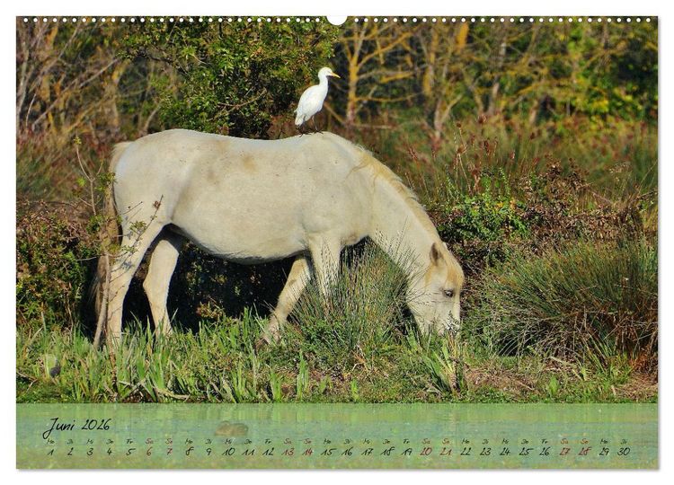 Produktbild: Wildes S&uuml;dfrankreich (hochwertiger Premium Wandkalender 2026 DIN A2 quer), Kunstdruck in Hochglanz