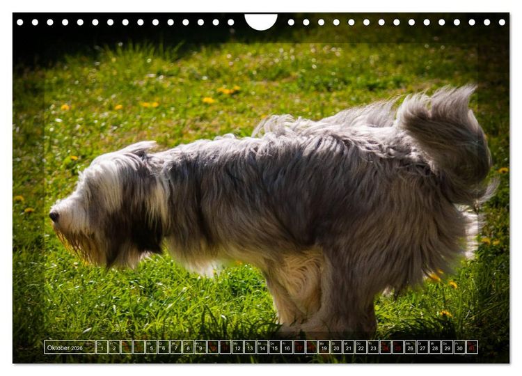 Produktbild: Bearded Collie, mein Freund (Wandkalender 2026 DIN A4 quer), CALVENDO Monatskalender