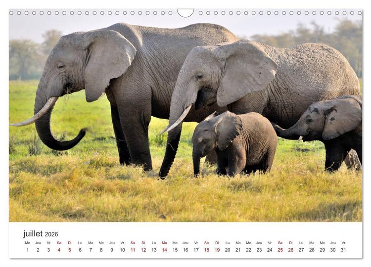 Produktbild: &Eacute;l&eacute;phants en Afrique (Calendrier mural 2026 DIN A3 vertical), CALVENDO calendrier mensuel