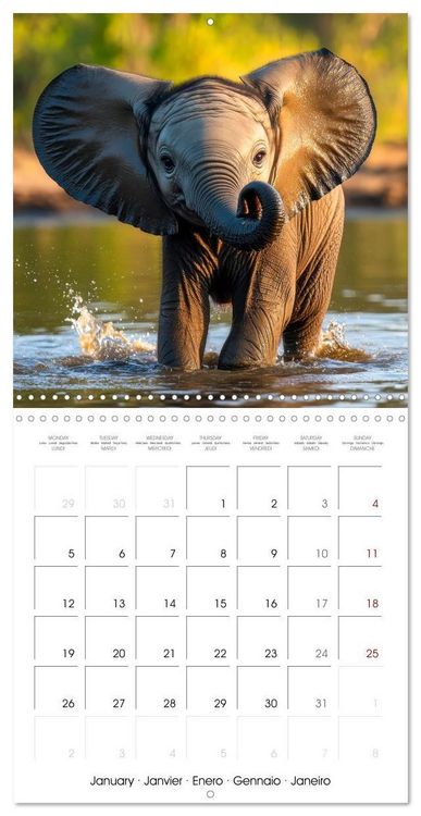 Produktbild: Baby Elephant Adventures (Wall Calendar 2026 12 &times; 12 Inch) CALVENDO 12 Month Wall Calendar