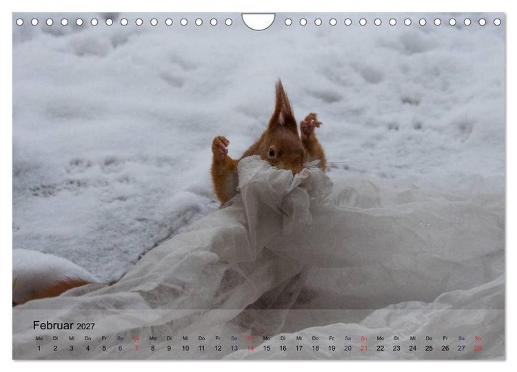 Produktbild: Spa&szlig; mit Eichh&ouml;rnchen! (Wandkalender 2027 DIN A4 quer), CALVENDO Monatskalender
