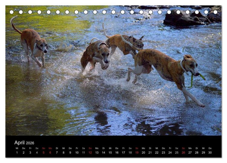 Produktbild: Whippets in Aktion (Tischkalender 2026 DIN A5 quer), CALVENDO Monatskalender